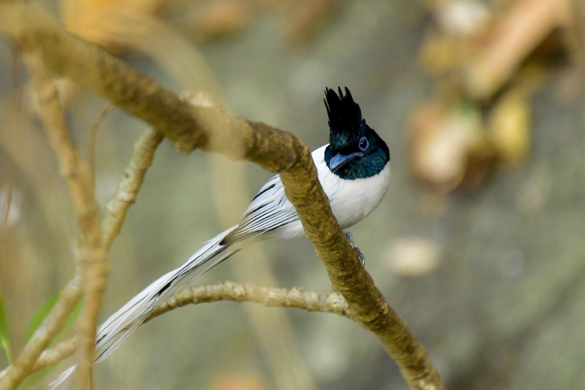 Indian Paradise-Flycatcher - ML619135035