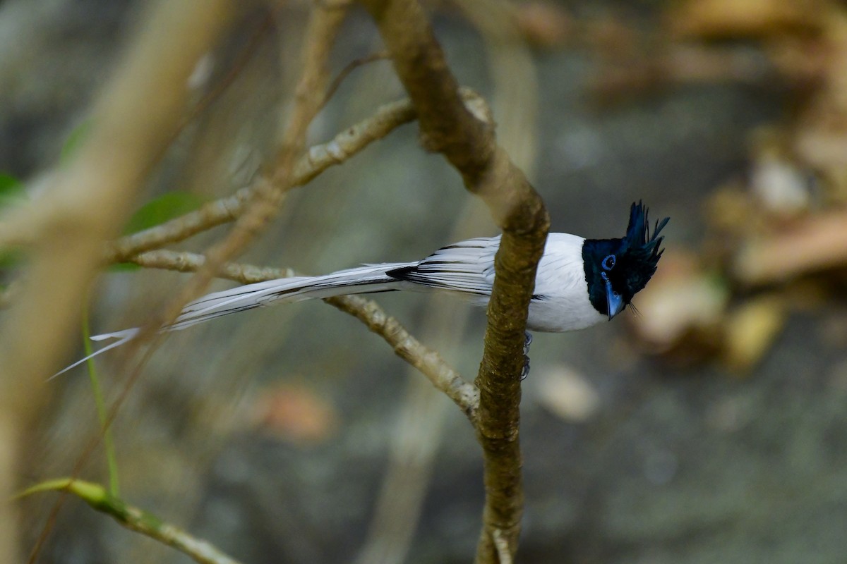 Indian Paradise-Flycatcher - ML619135043