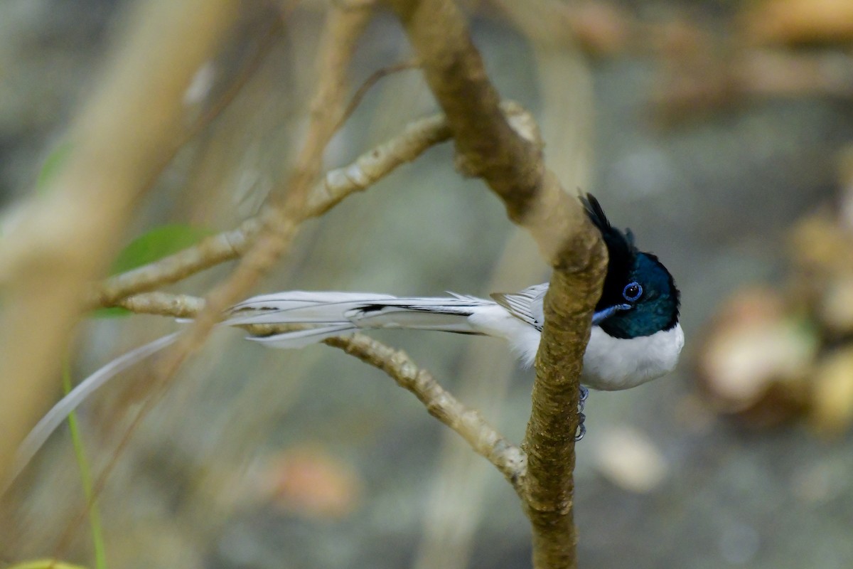 Indian Paradise-Flycatcher - ML619135054