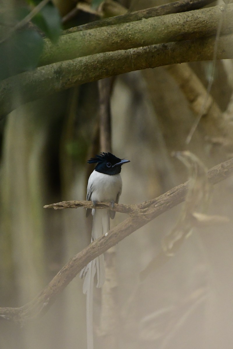 Indian Paradise-Flycatcher - ML619135060