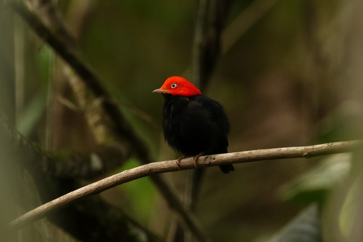 Red-capped Manakin - John and Milena Beer