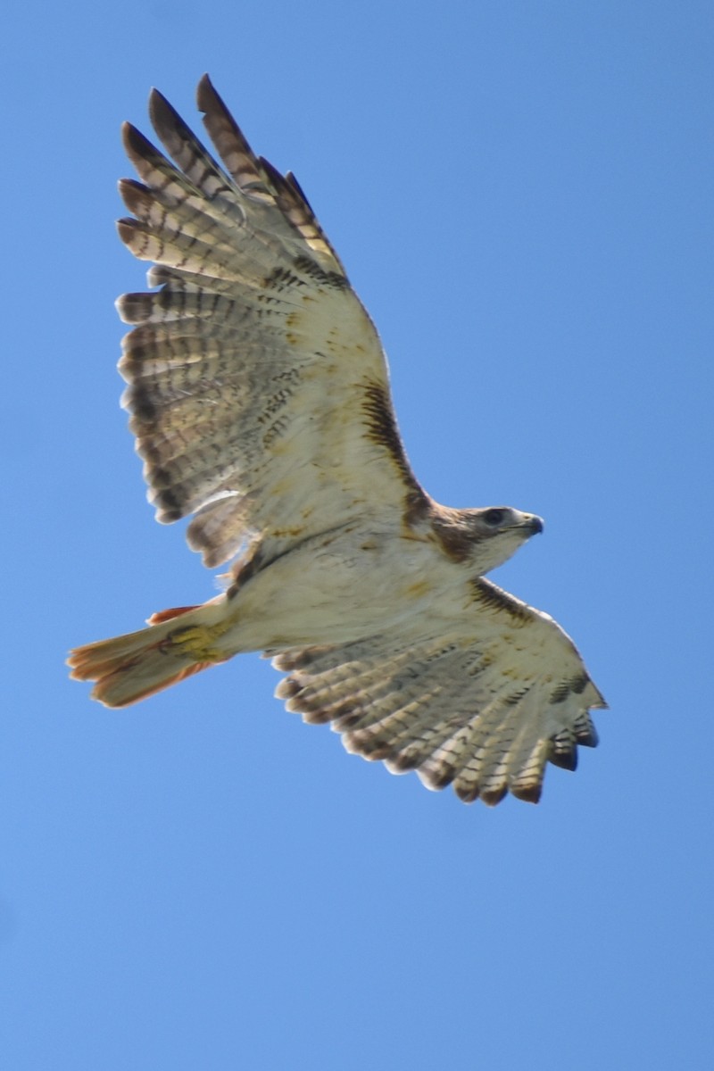 Red-tailed Hawk - Claire H