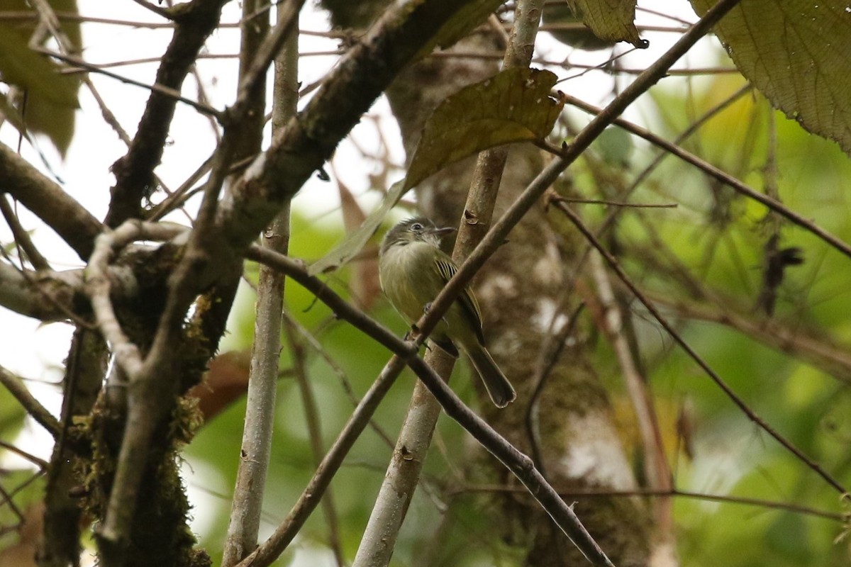 Yellow-winged Flatbill - ML619135143