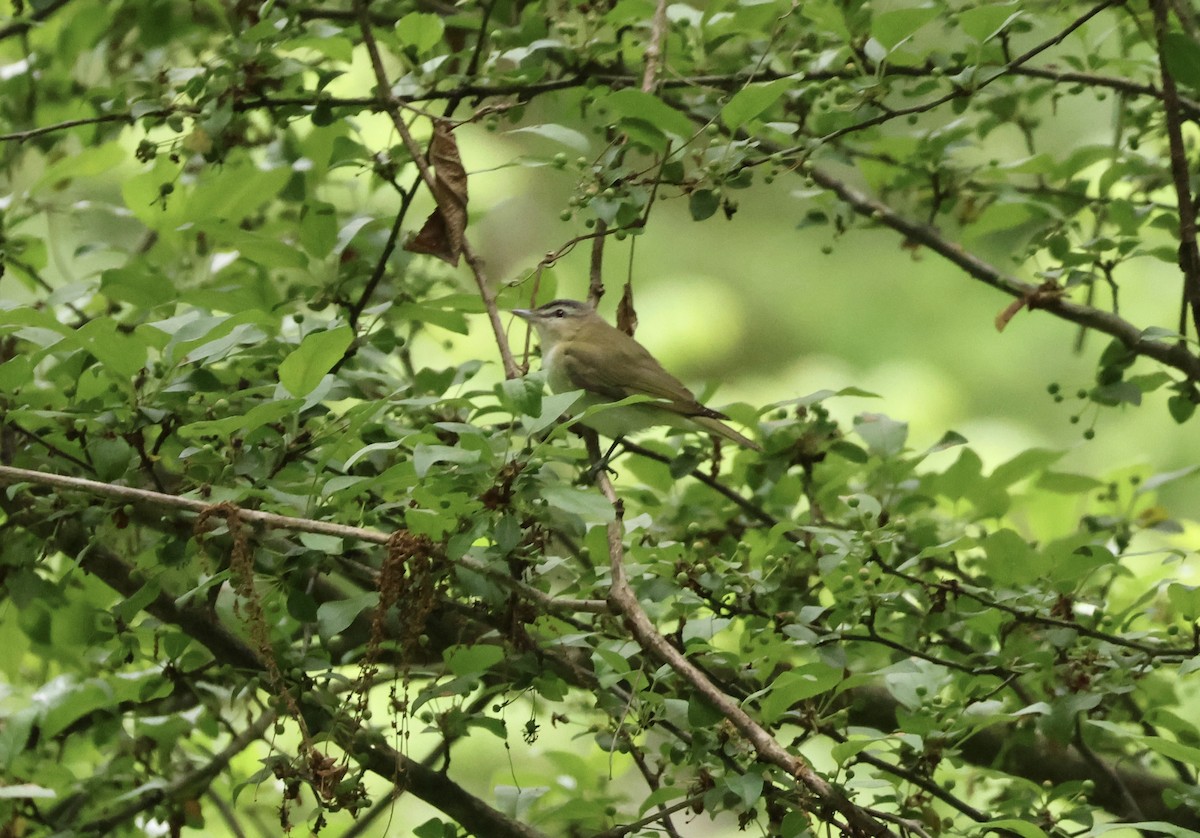 Red-eyed Vireo - ML619135161