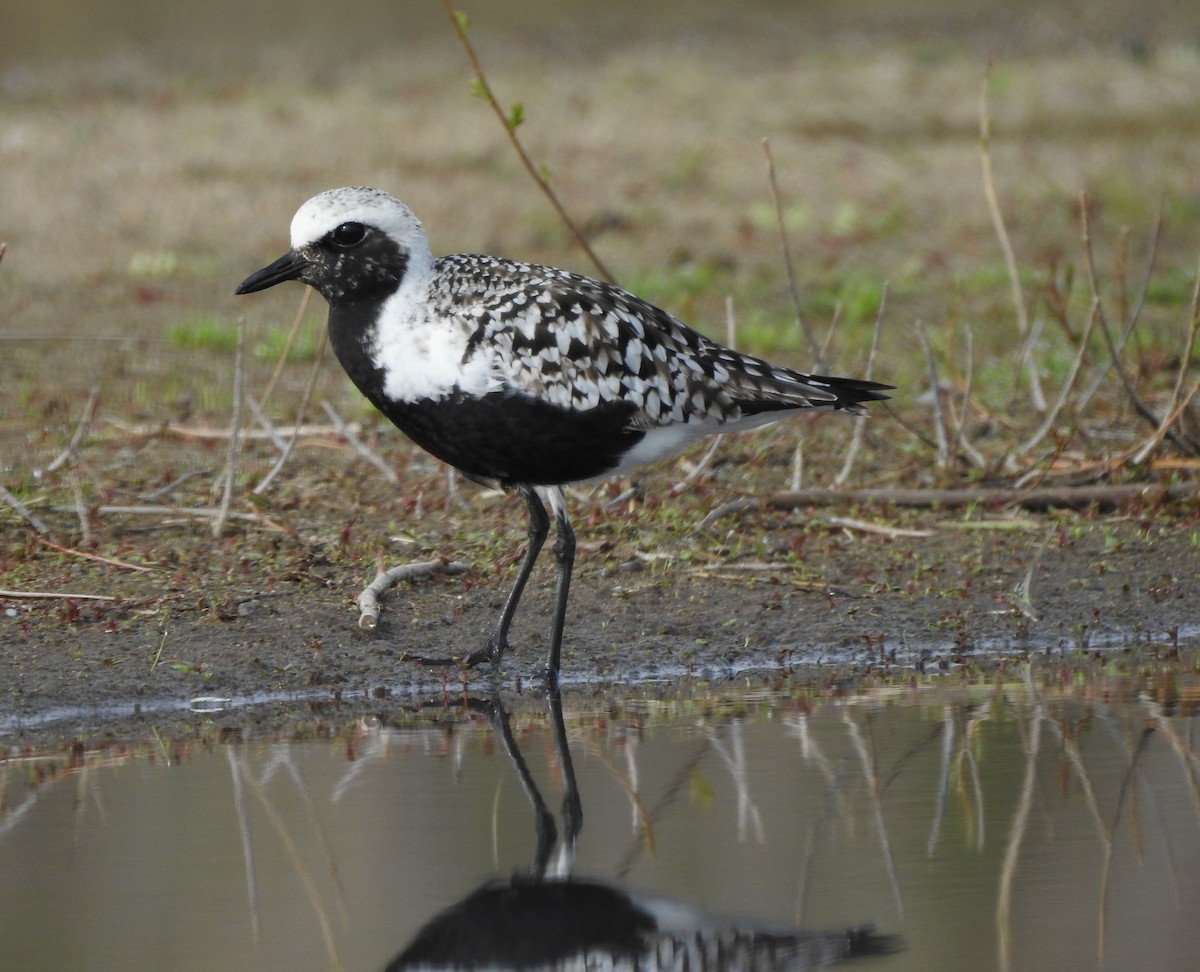 Black-bellied Plover - Shane Sater