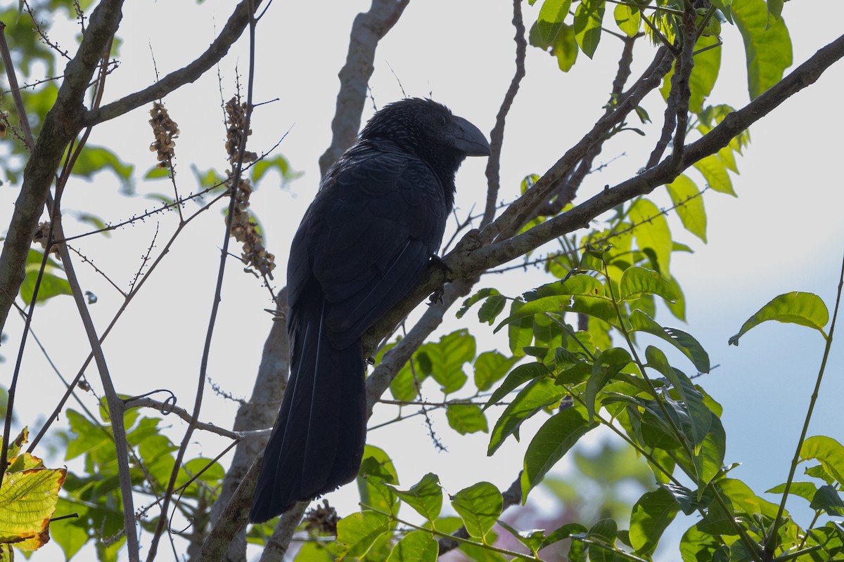 Smooth-billed Ani - ML619135211