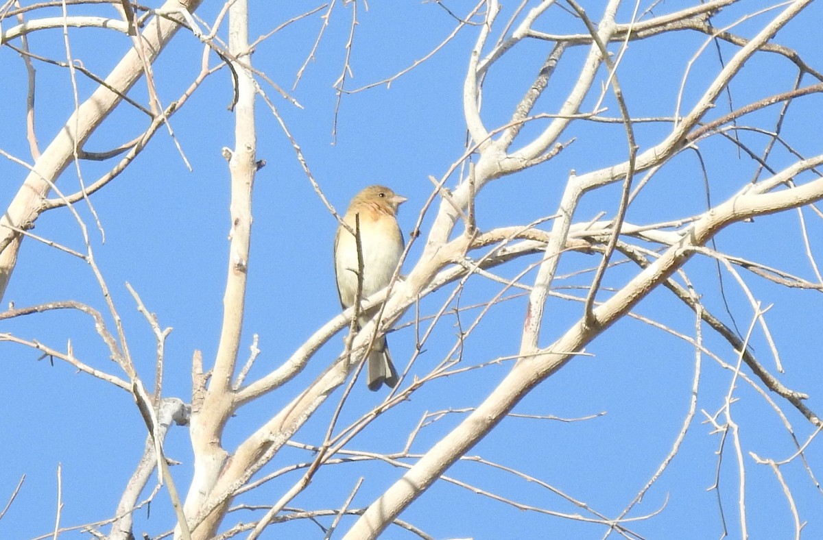 Lazuli Bunting - ML619135223