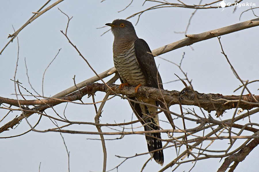 Common Cuckoo - Gennadiy Dyakin