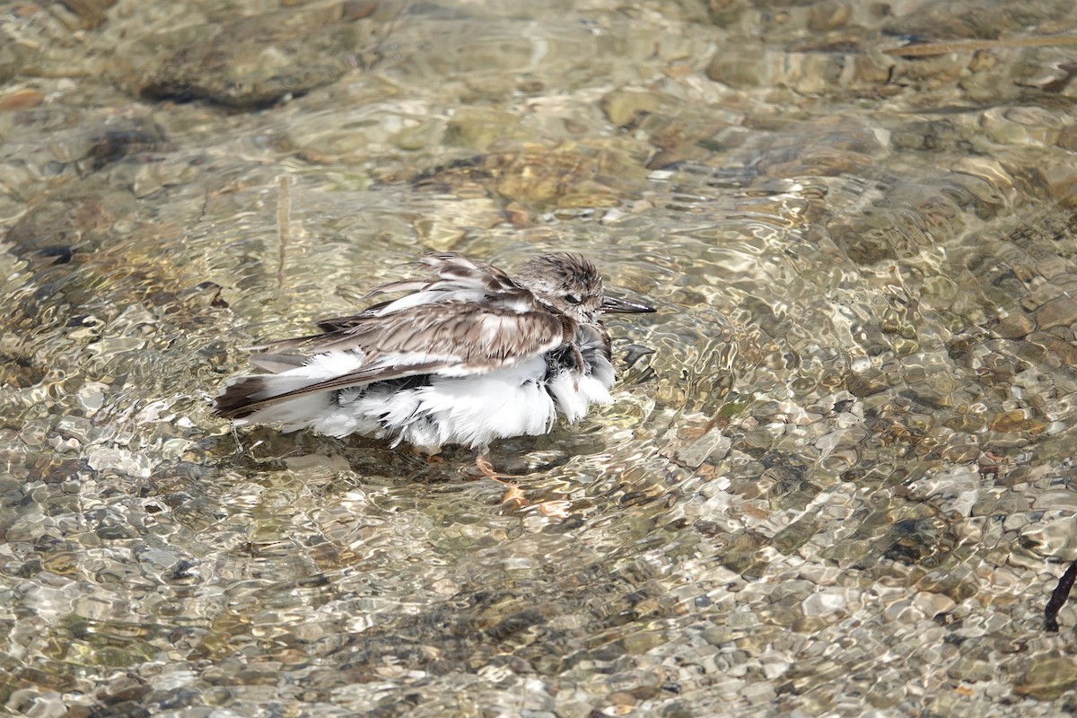 Ruddy Turnstone - ML619135243