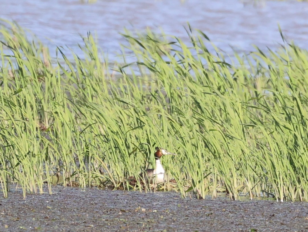 Great Crested Grebe - ML619135245