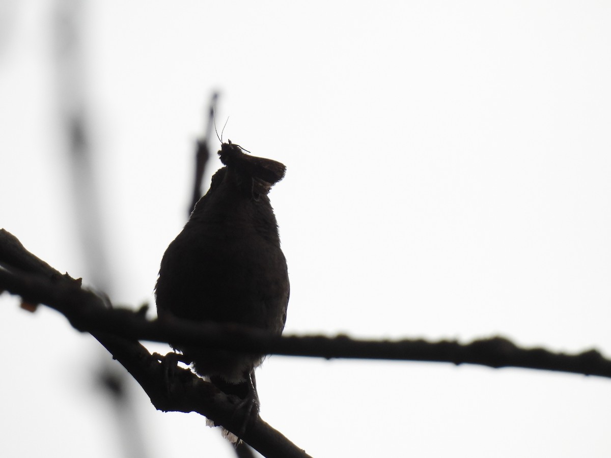 House Wren - Harley Gómez Ramírez