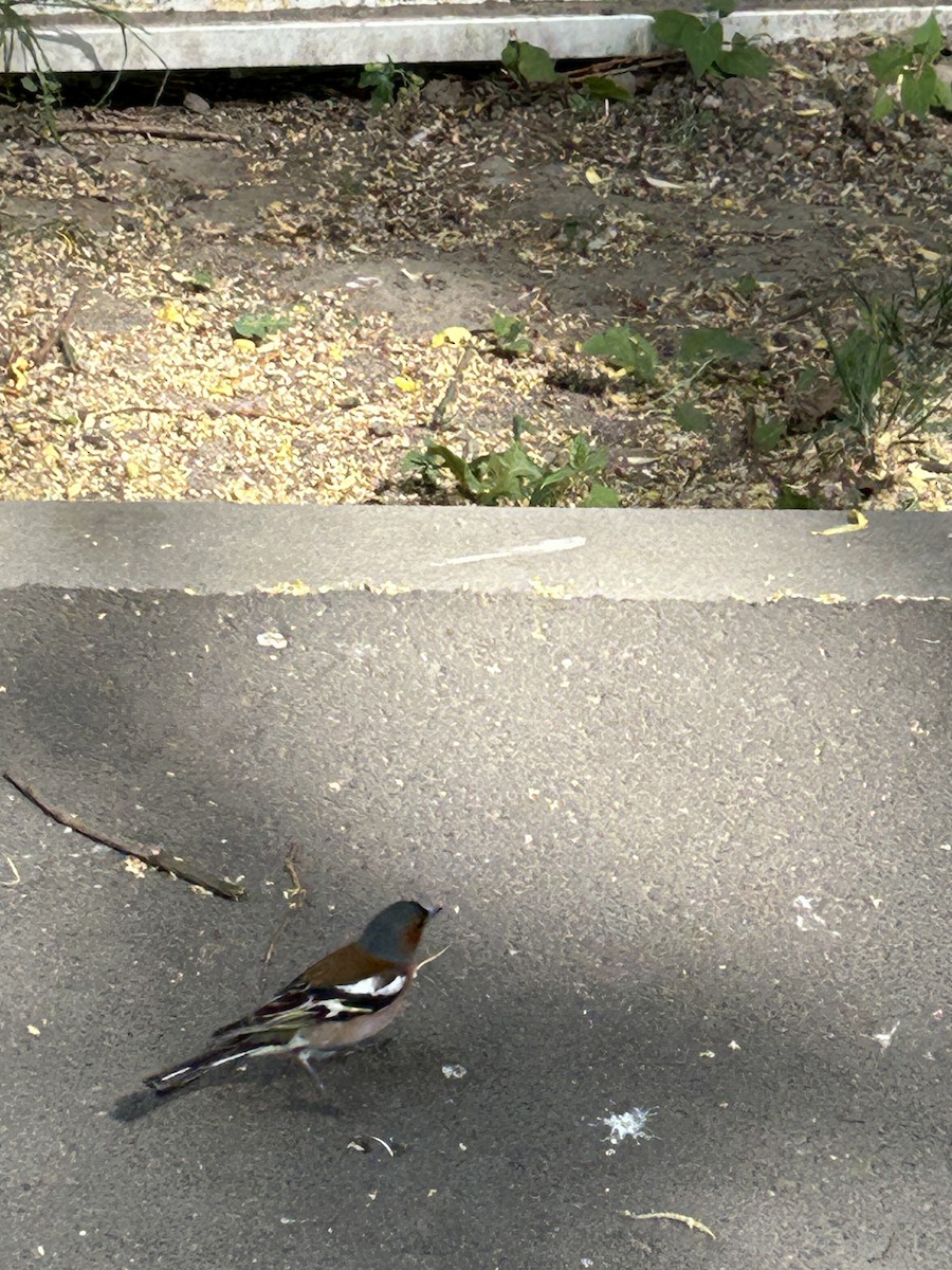 Common Chaffinch - ML619135282