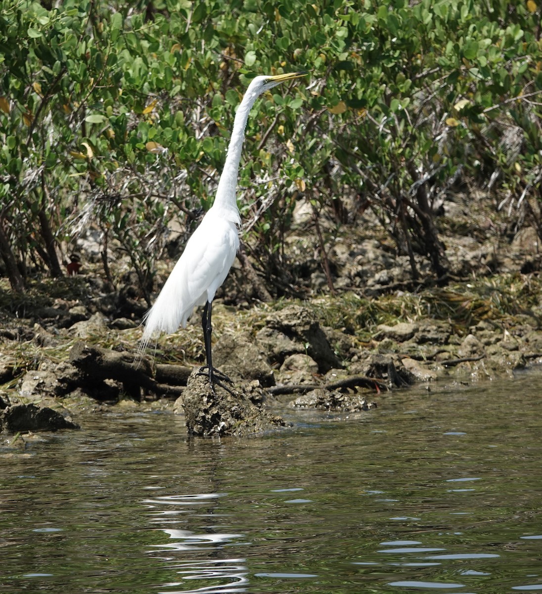 Great Egret - ML619135284