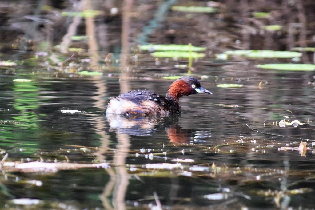 Little Grebe - Jorge Juan Rueda