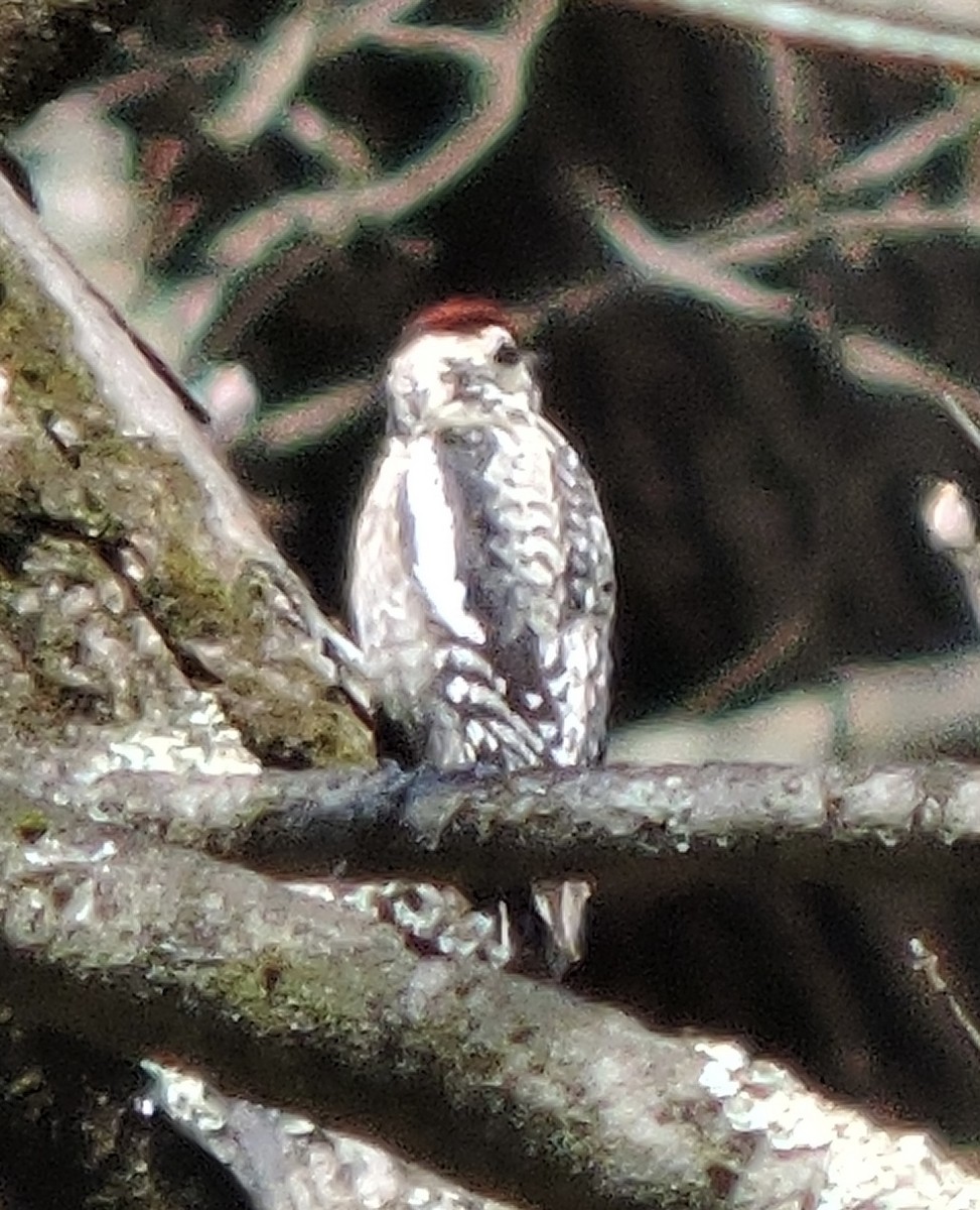 Yellow-bellied Sapsucker - ML619135317