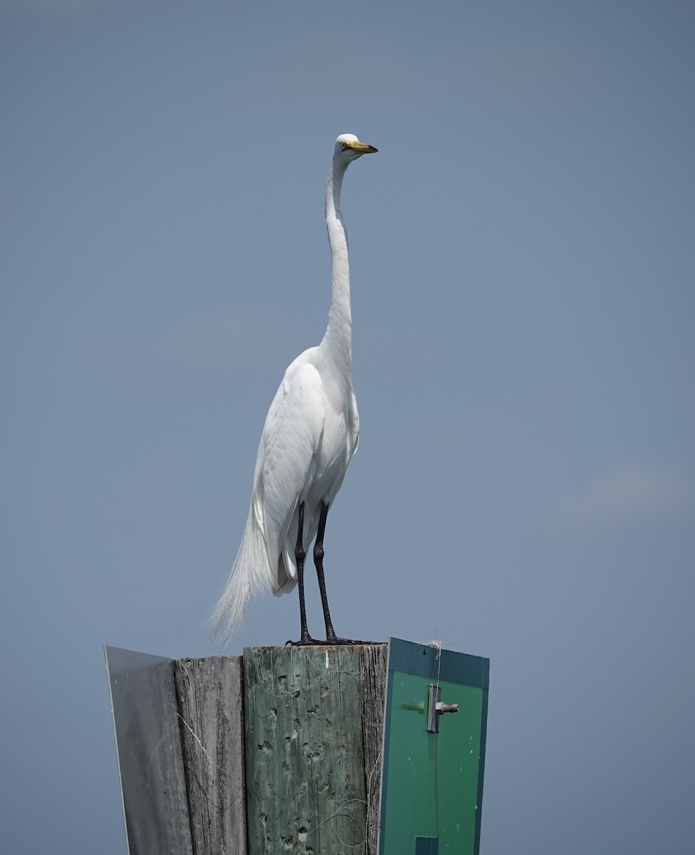 Great Egret - John  Paalvast