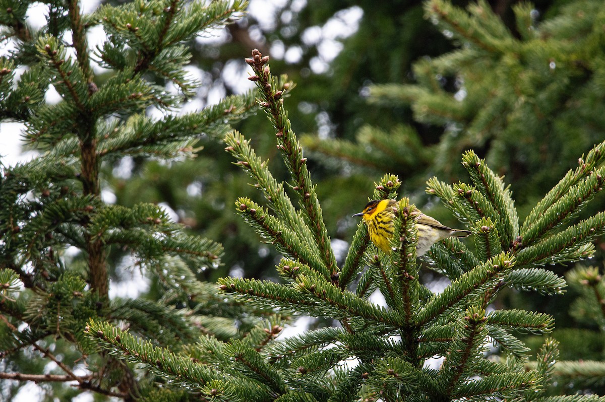 Cape May Warbler - ML619135337