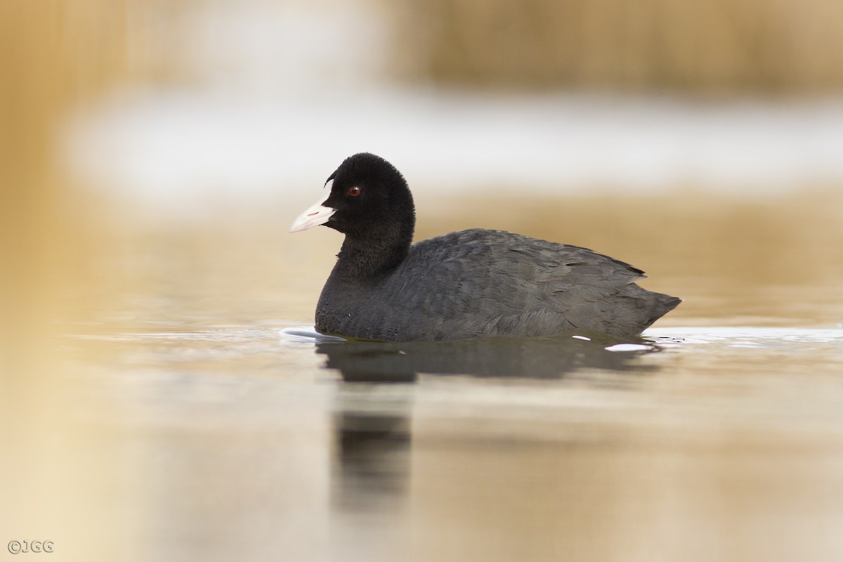 Eurasian Coot - ML619135339