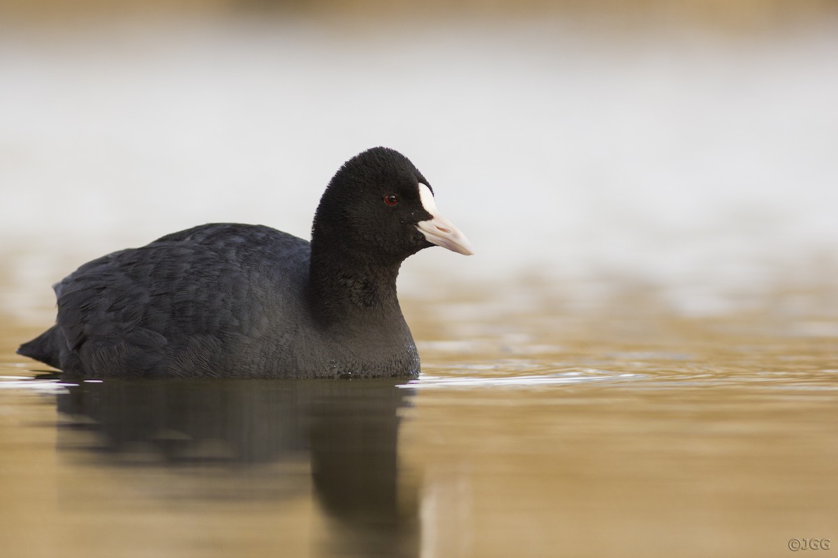 Eurasian Coot - Javier Gómez González