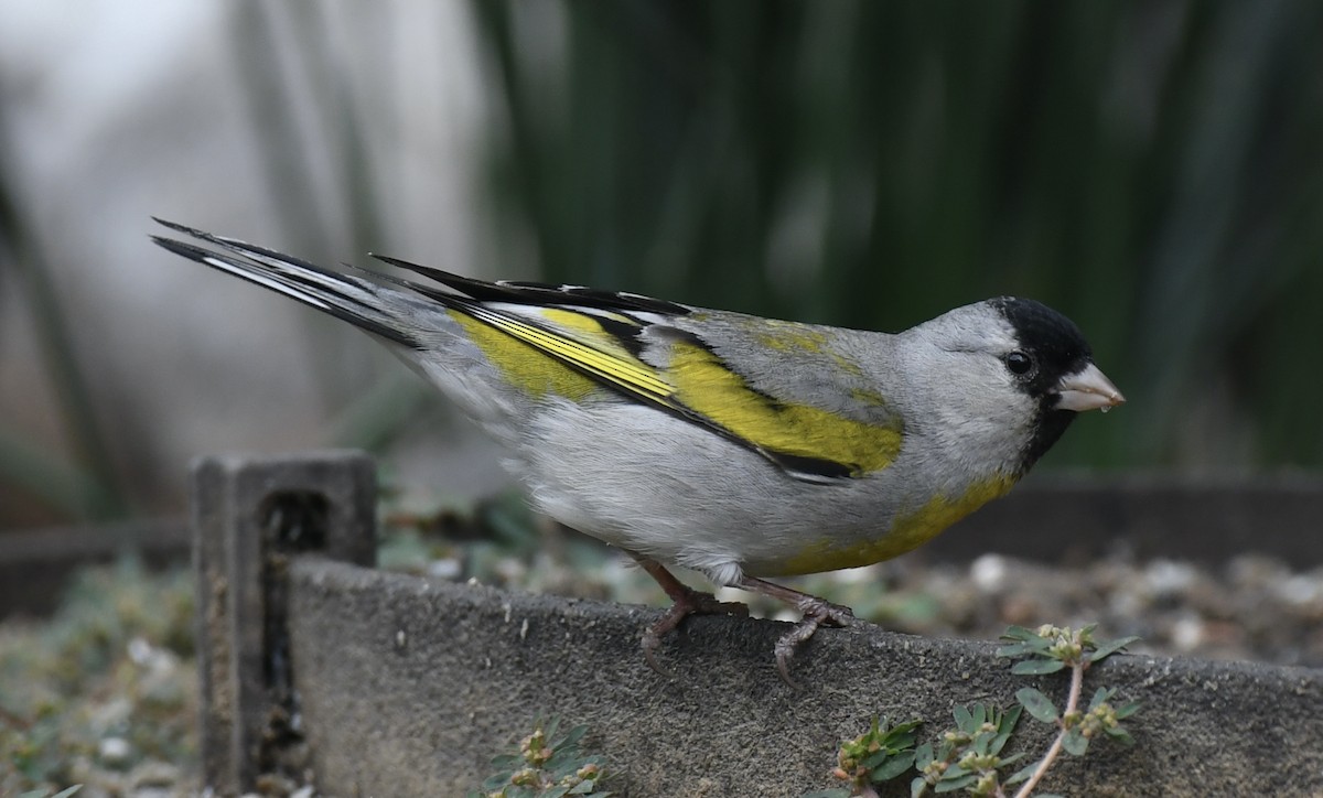 Lawrence's Goldfinch - ML619135347