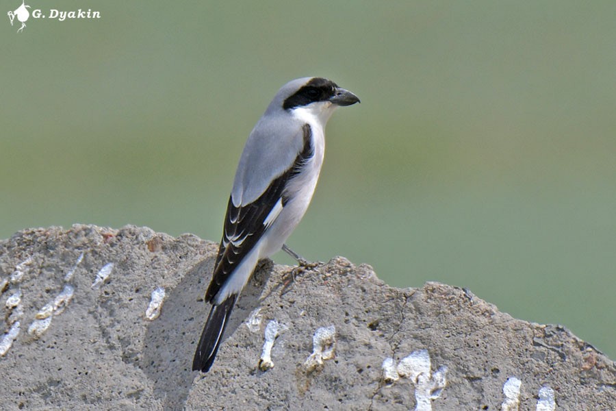 Lesser Gray Shrike - Gennadiy Dyakin