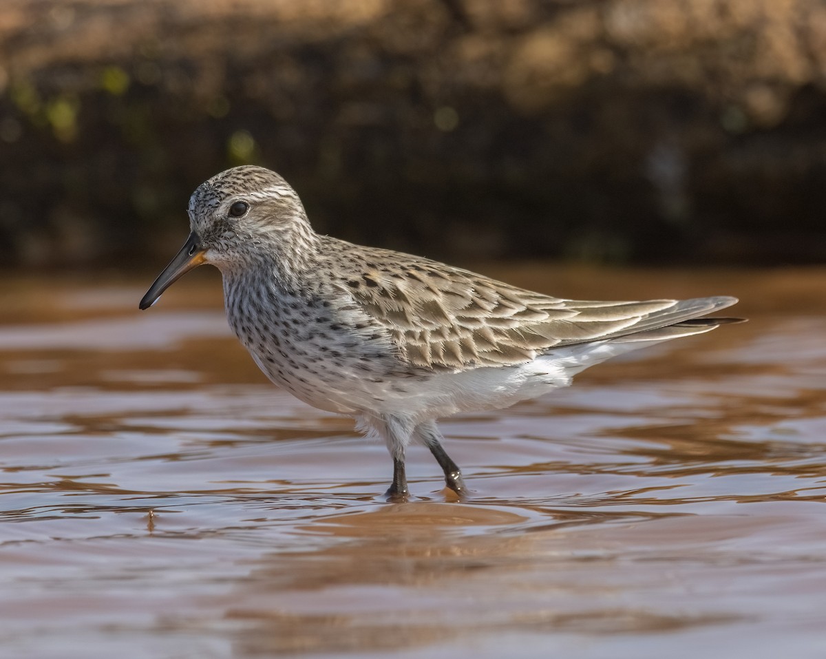 White-rumped Sandpiper - ML619135362