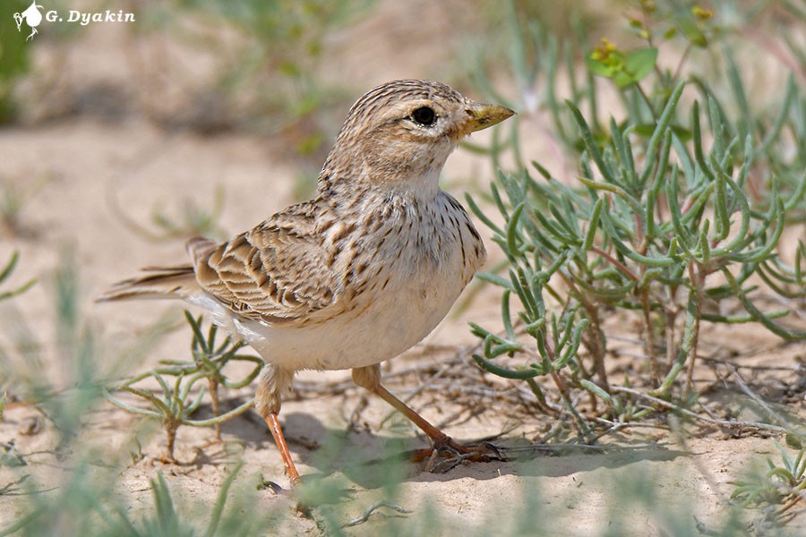 Turkestan Short-toed Lark - Gennadiy Dyakin