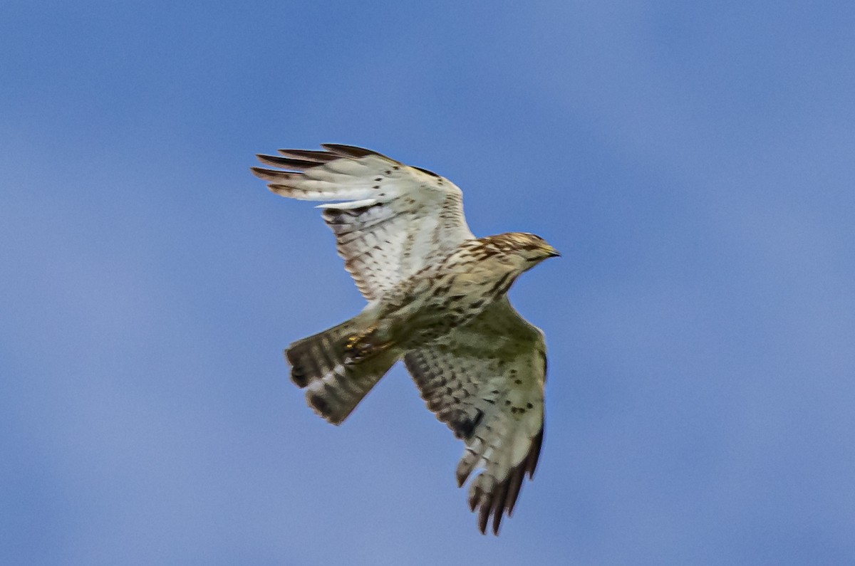 Broad-winged Hawk - Mike Murphy