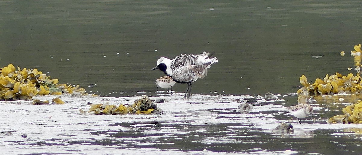 Black-bellied Plover - Mary McCafferty