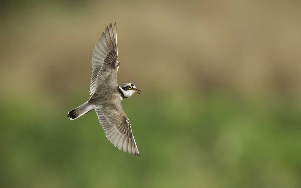 kulík říční - ML619135402