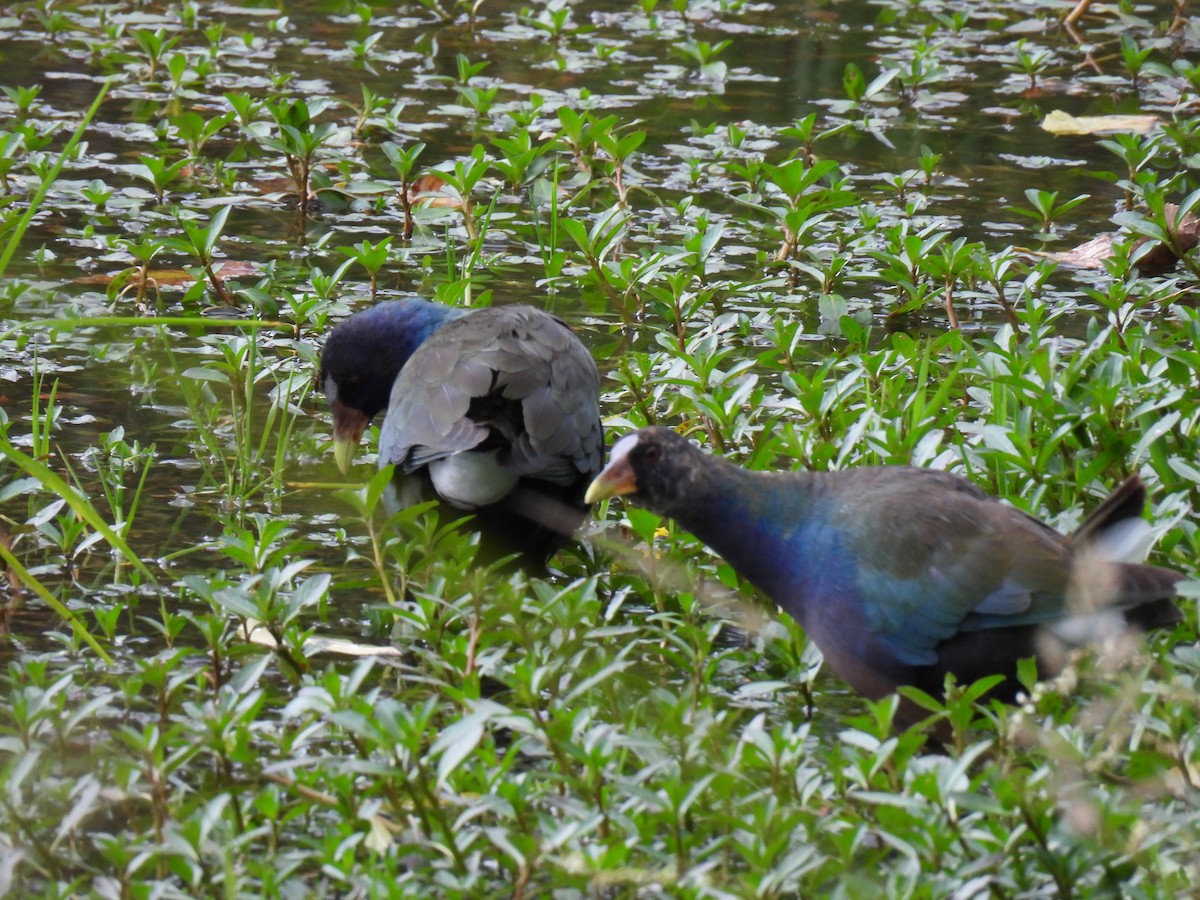 Purple Gallinule - ML619135403