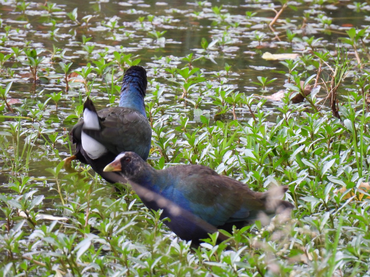 Purple Gallinule - ML619135404