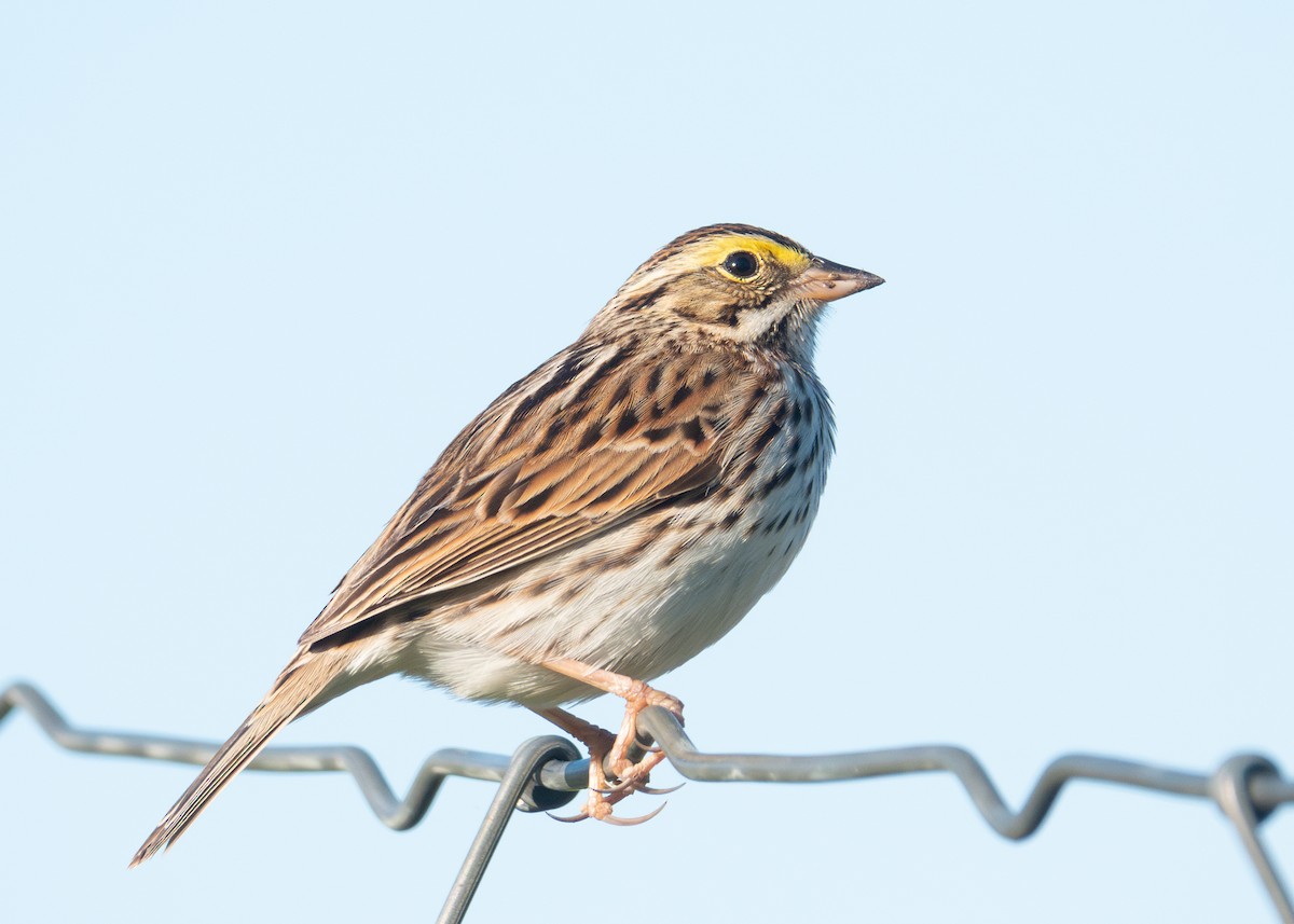 Savannah Sparrow - Andrew Bates