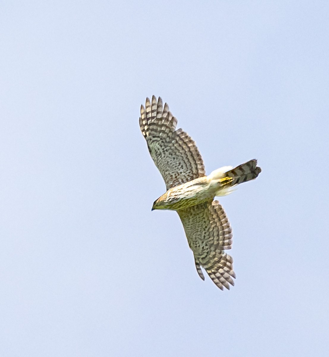 Cooper's Hawk - Mike Murphy