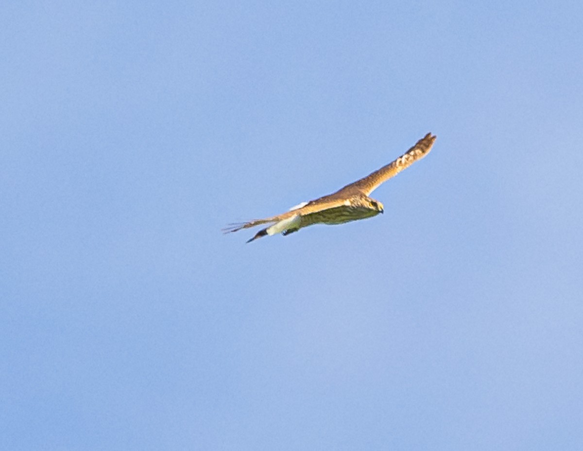 Cooper's Hawk - Mike Murphy