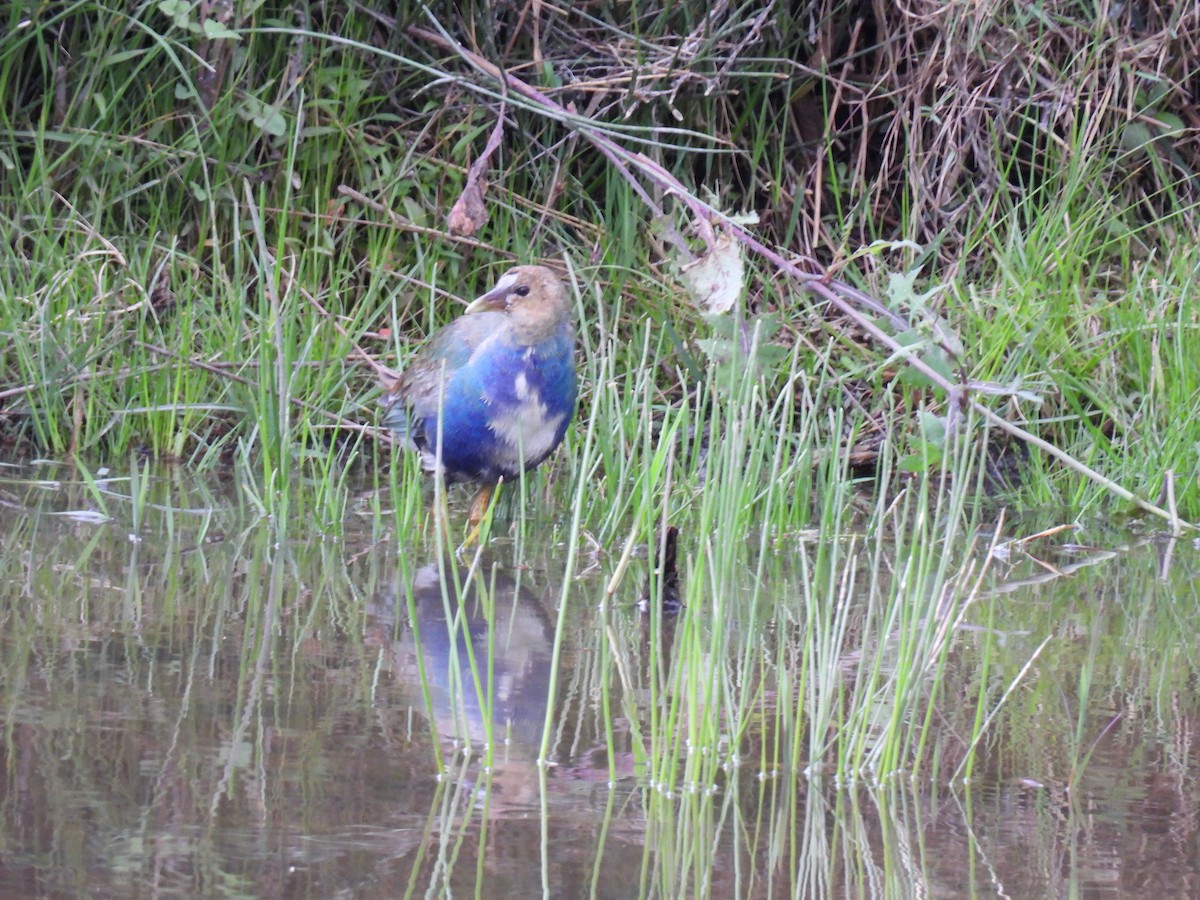 Purple Gallinule - Harley Gómez Ramírez