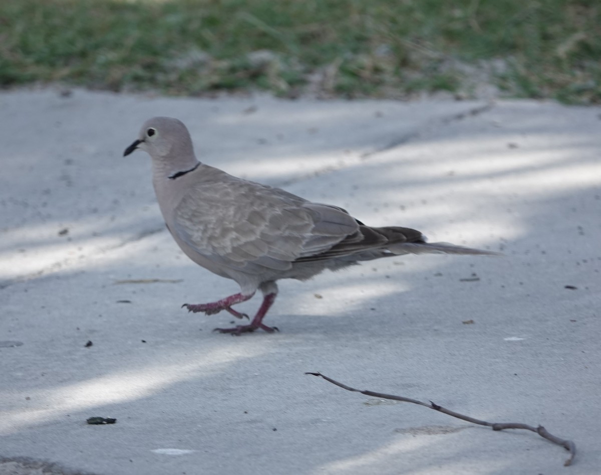 Eurasian Collared-Dove - ML619135432