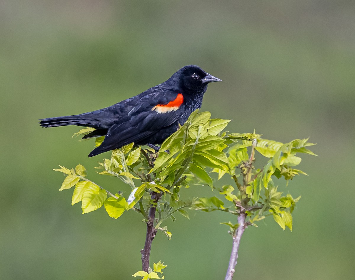 Red-winged Blackbird - Mike Murphy