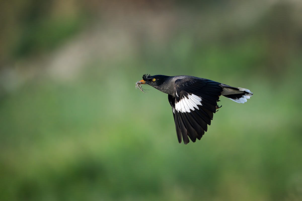 Jungle Myna - Prasan Shrestha