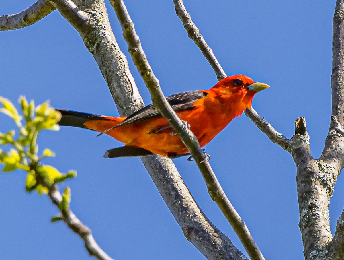 Scarlet Tanager - Mike Murphy