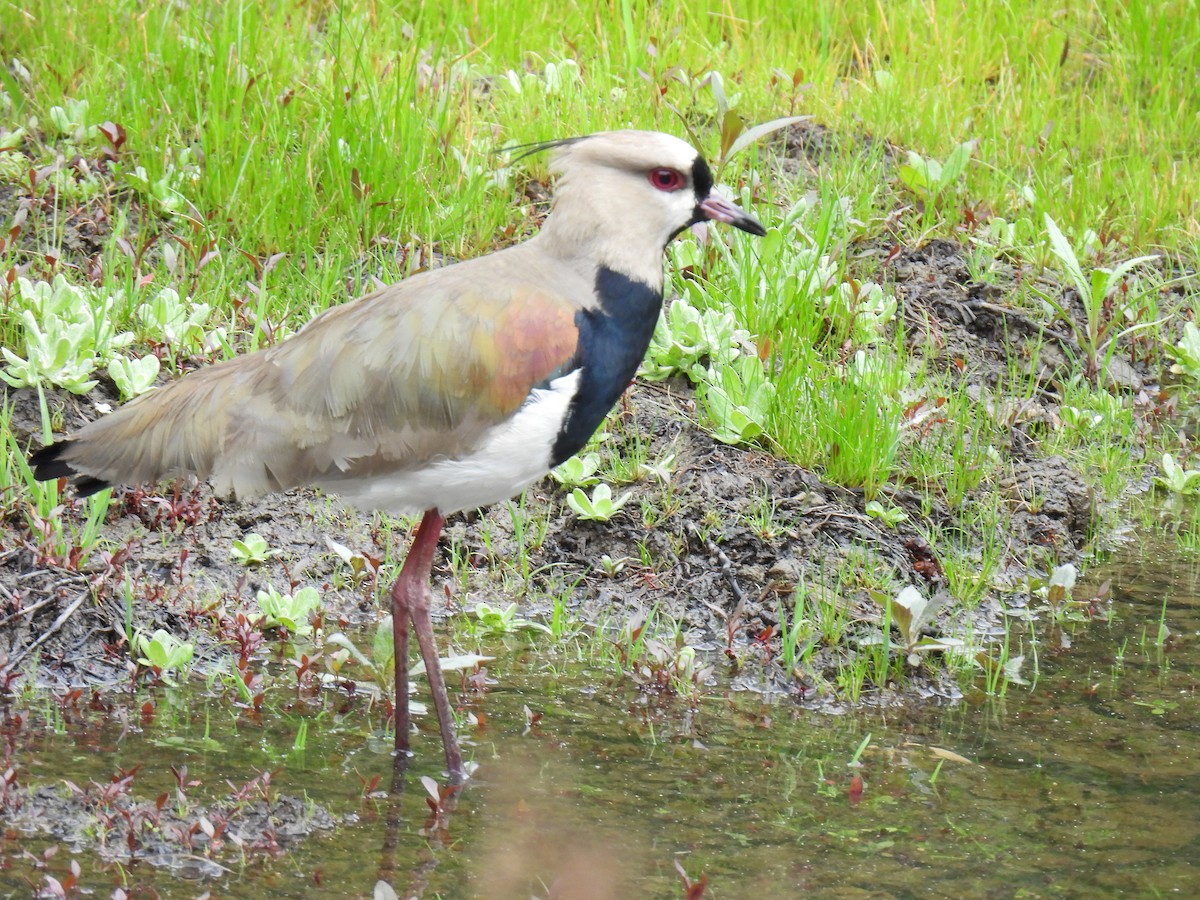 Southern Lapwing - Harley Gómez Ramírez