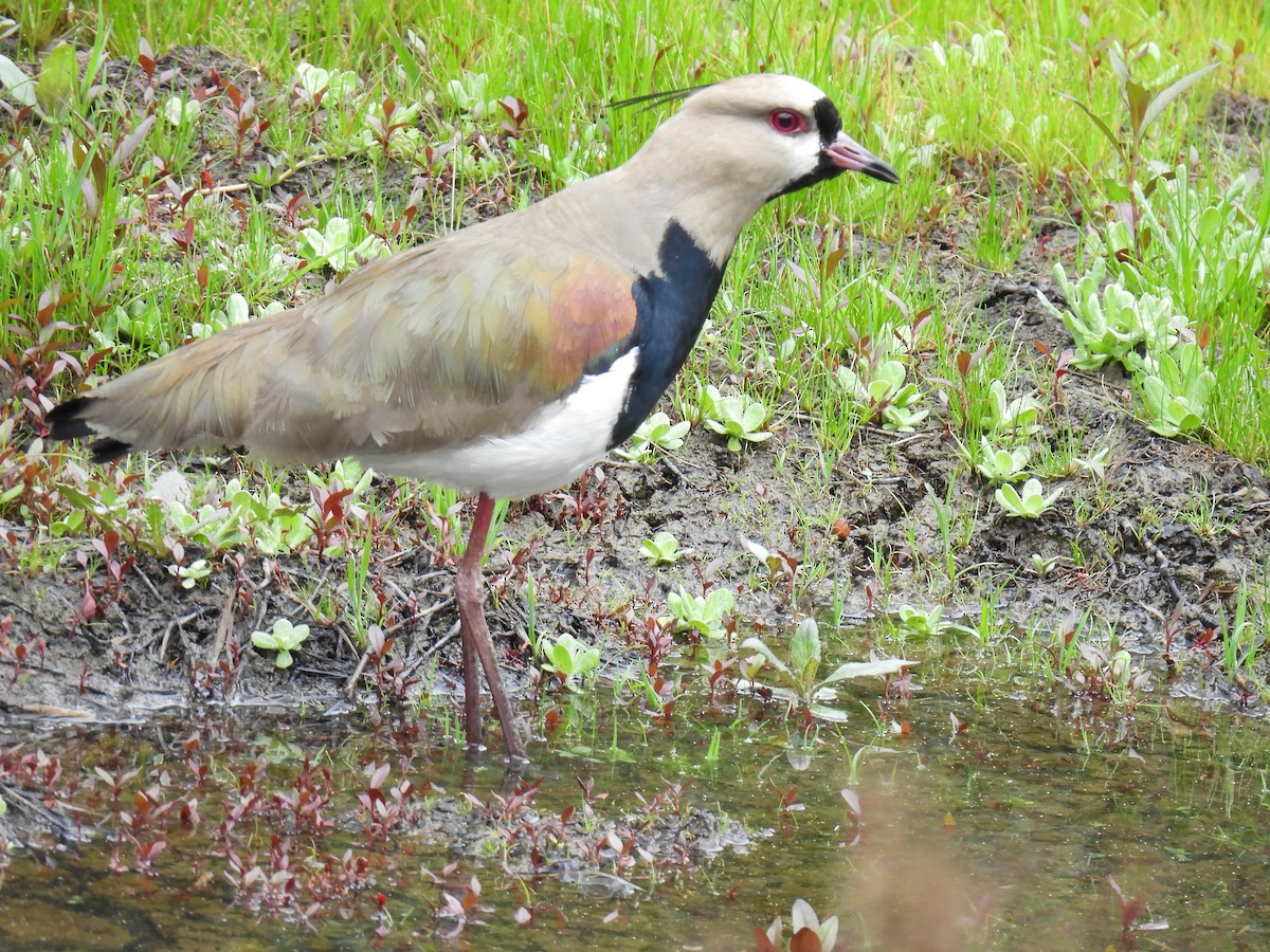 Southern Lapwing - Harley Gómez Ramírez