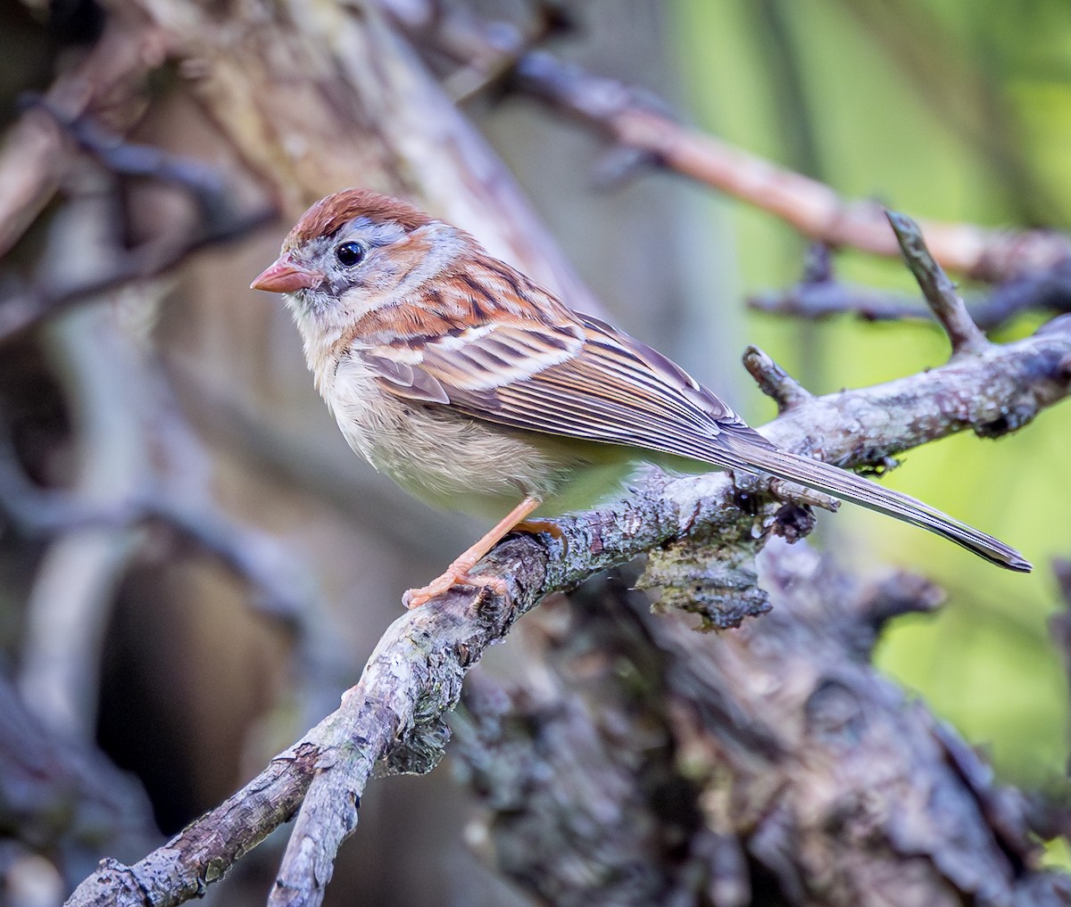 Field Sparrow - Mike Murphy