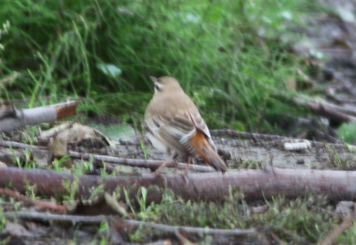 Rufous-tailed Scrub-Robin - Elaheh Afsaneh