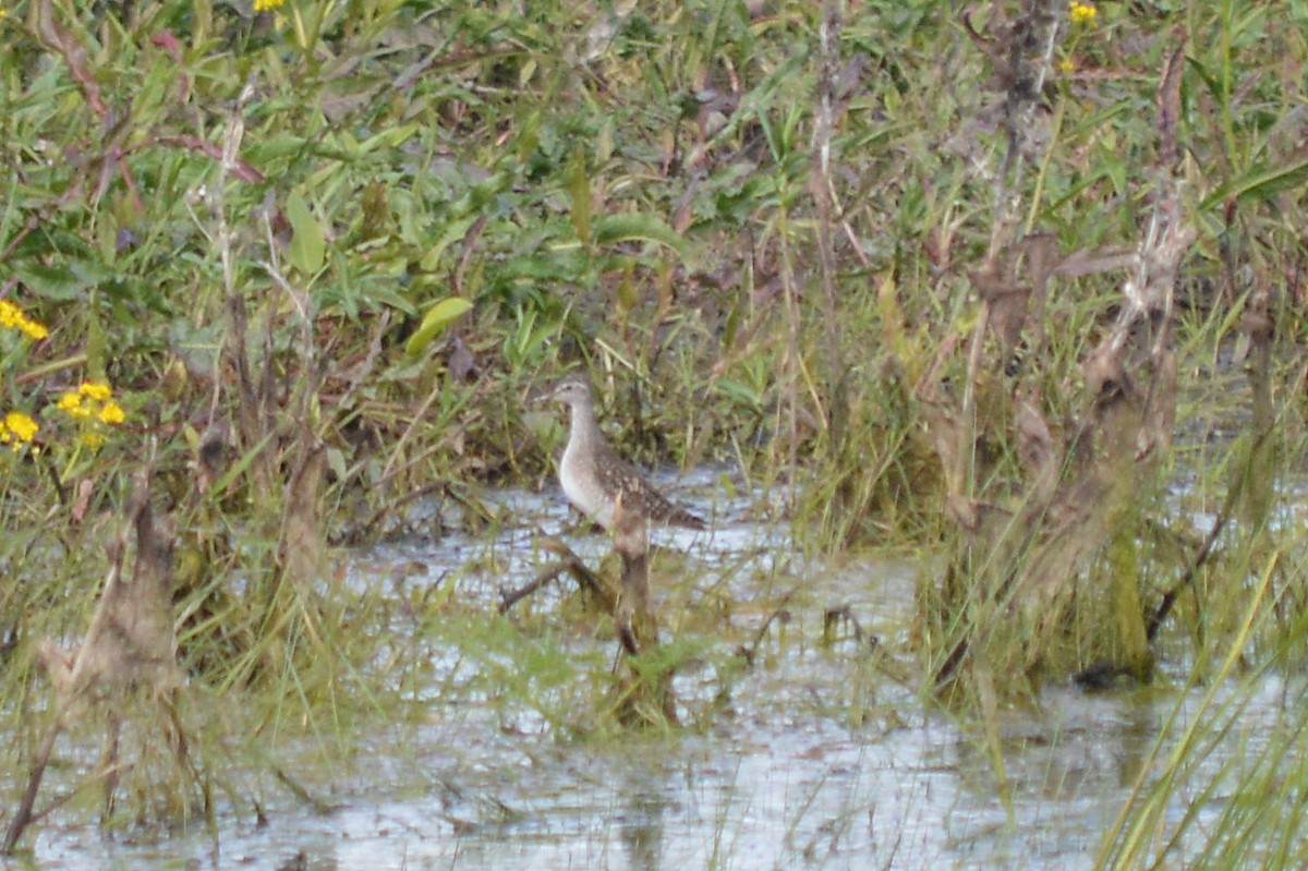 Wood Sandpiper - Oksana Subotko