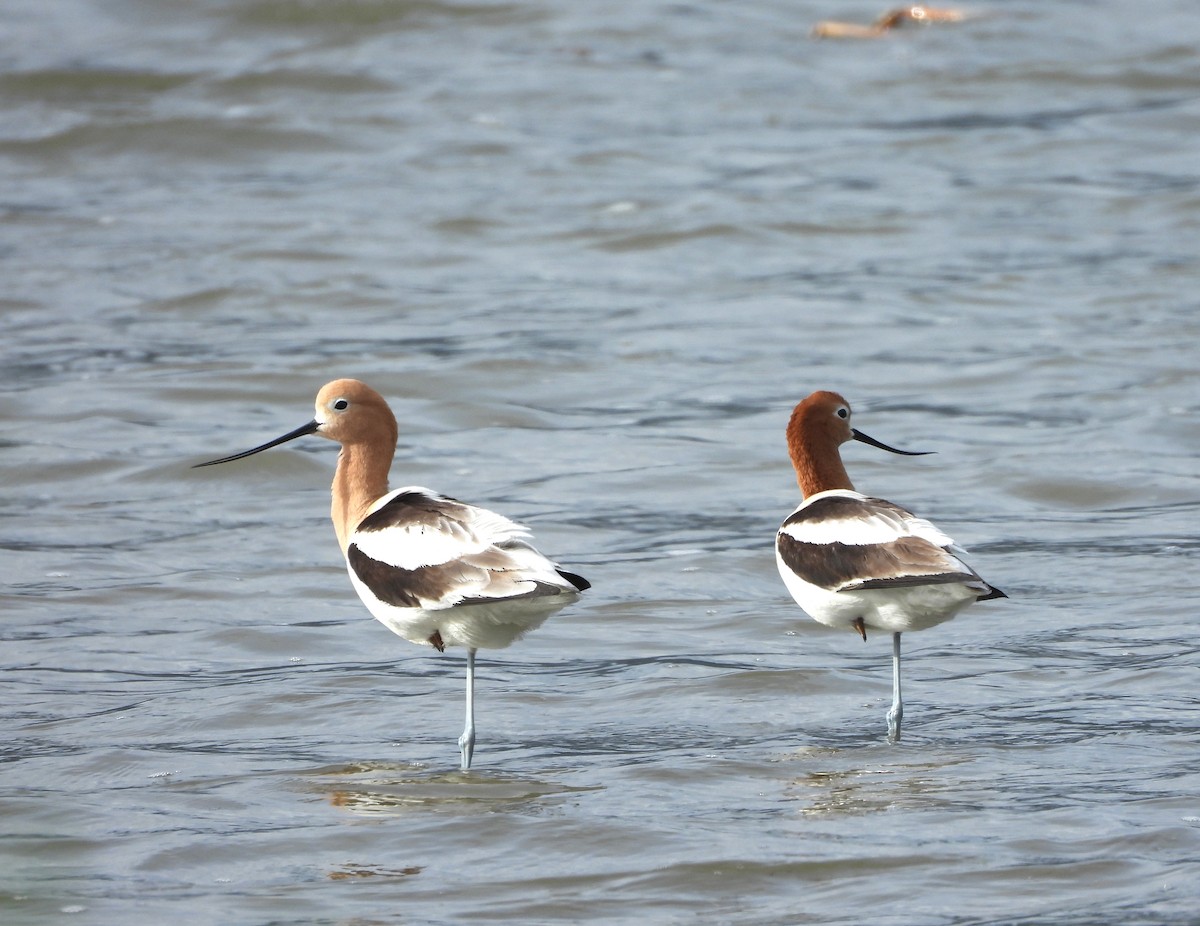 Avocette d'Amérique - ML619135475