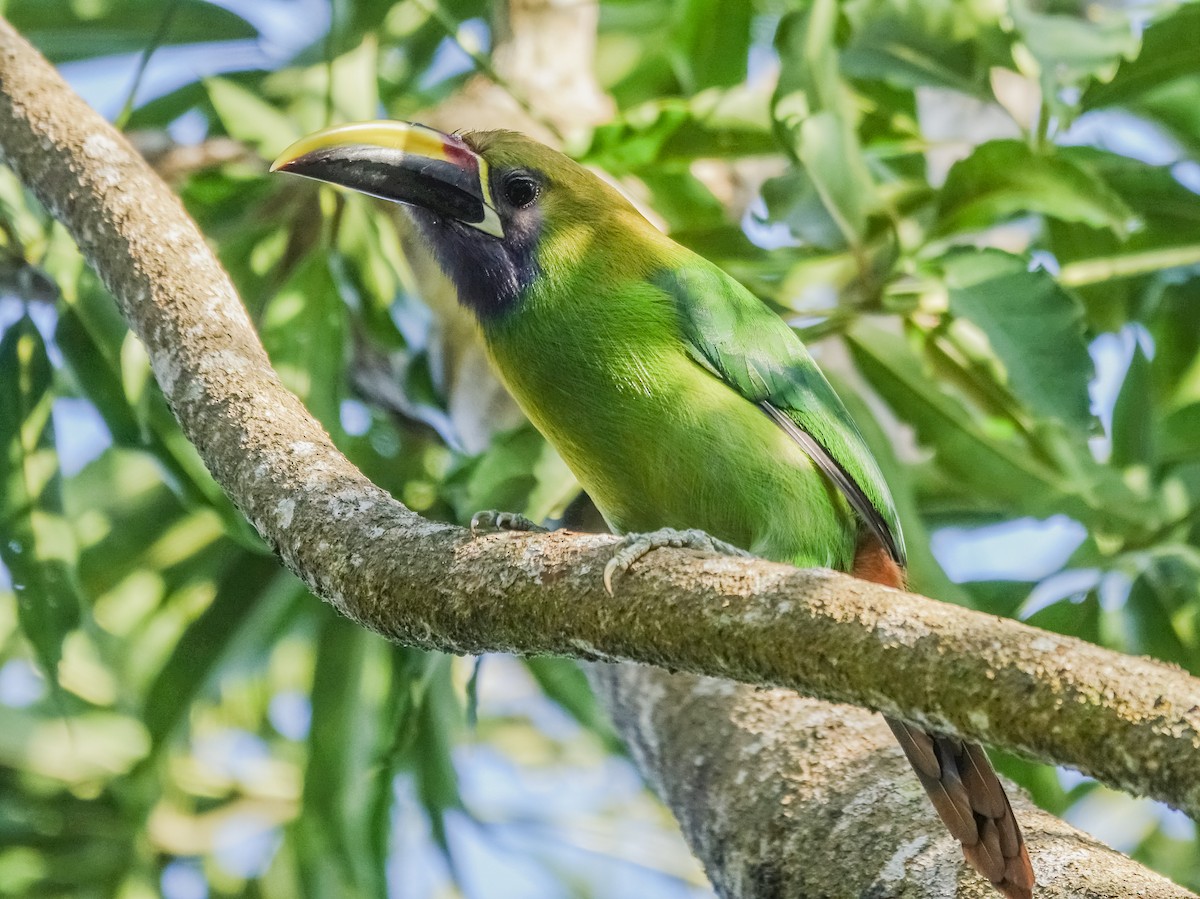 Northern Emerald-Toucanet - Stéphane  Thomin