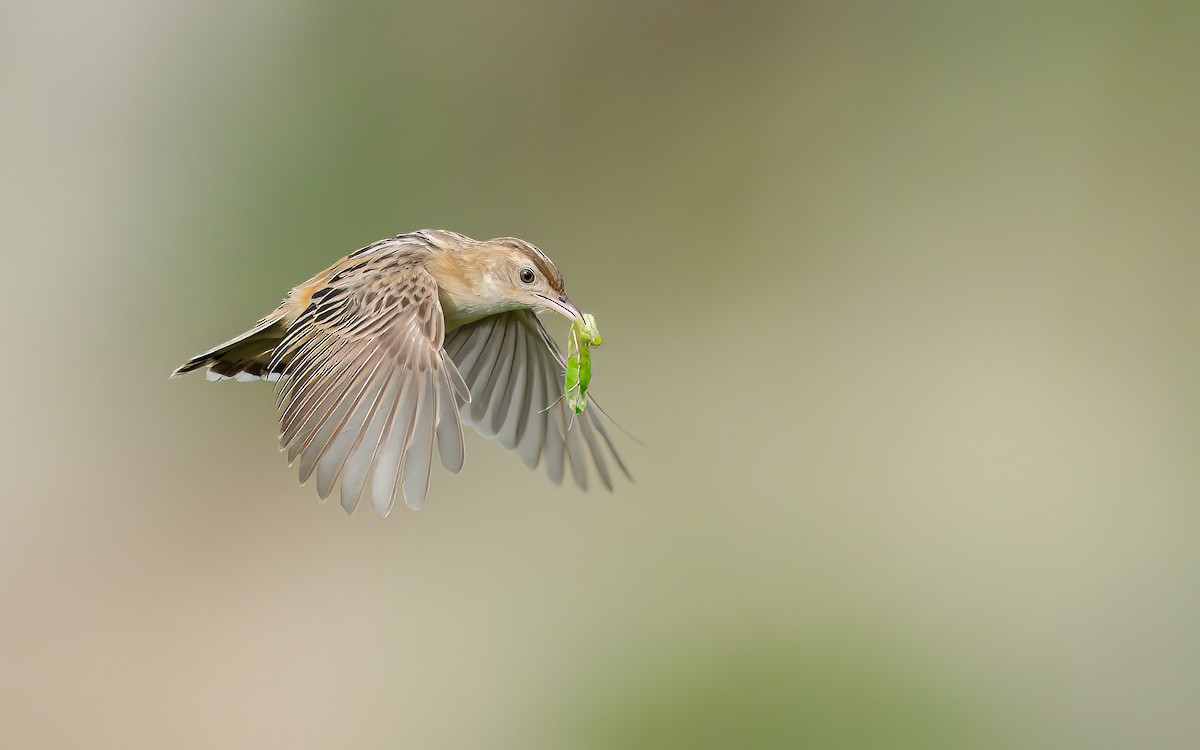 cistovník rákosníkový - ML619135485