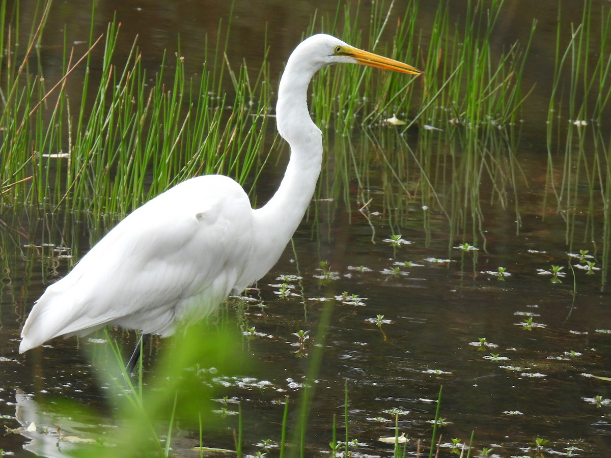 Great Egret - Harley Gómez Ramírez