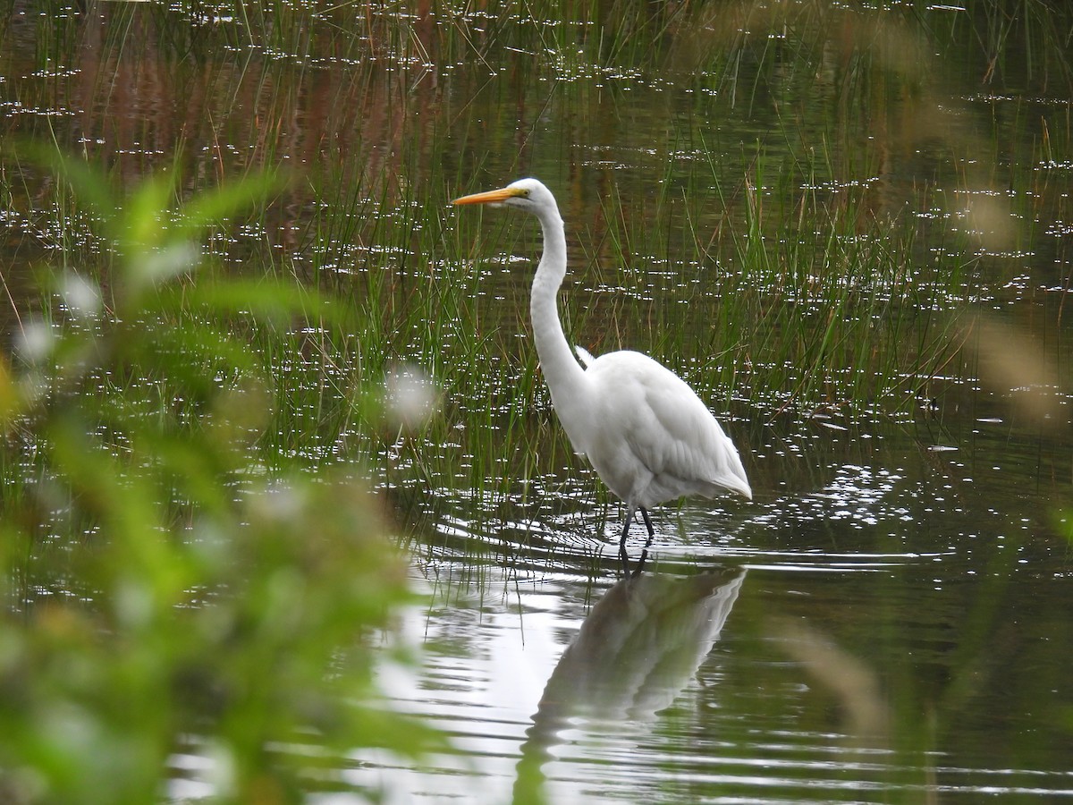 Great Egret - Harley Gómez Ramírez